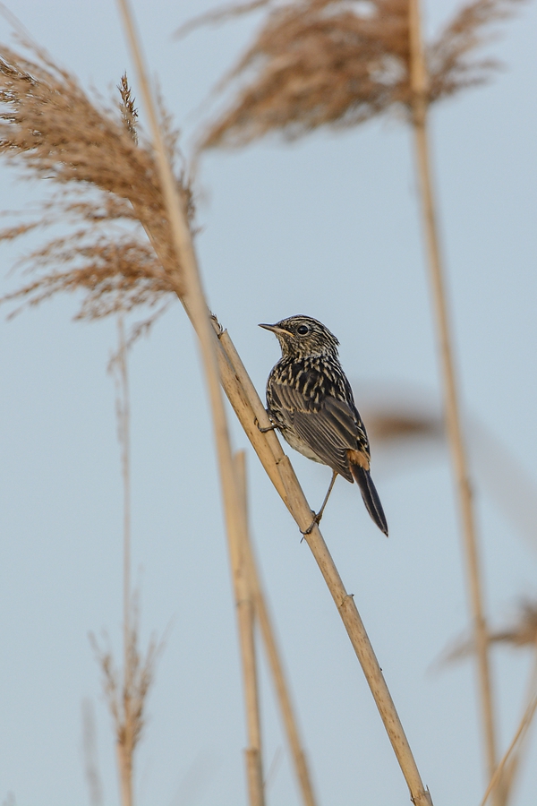 20130617 2192 [NIKON D7100] 600 mm,1 1000 Sek. bei ƒ   4,0