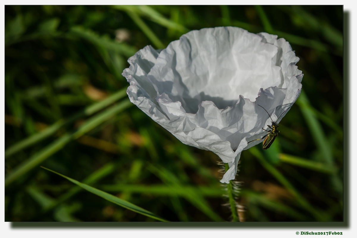 20130618 DSC 0078nf1