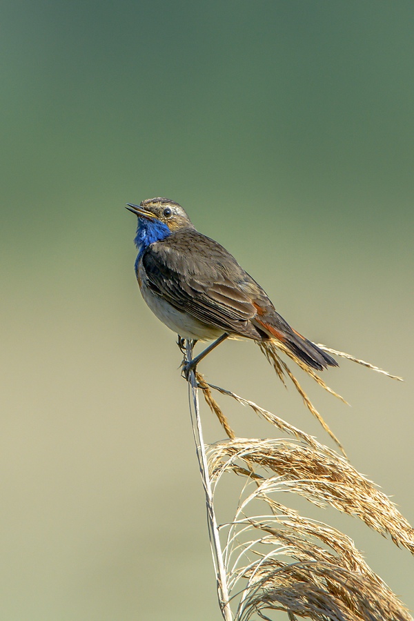 20130623 2855 [NIKON D7100] 850 mm,1 1250 Sek. bei ƒ   8,0