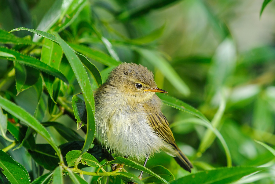 20130630 7052 [NIKON 1 V1] 280 mm,1 250 Sek. bei ƒ   6,3