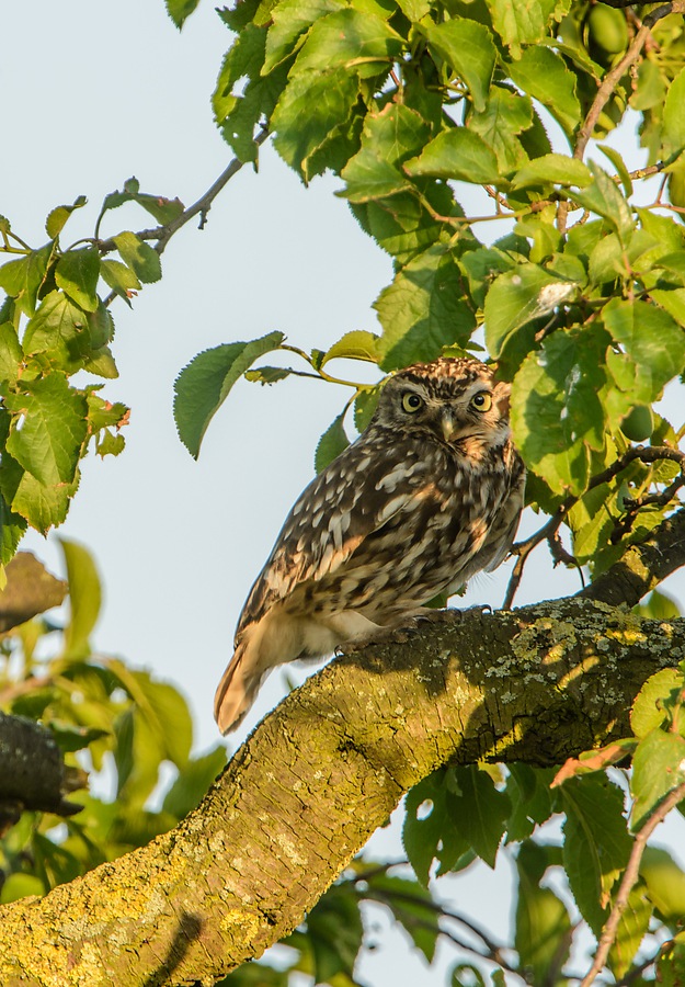 20130707 3174 [NIKON D7100] 850 mm,1 160 Sek. bei ƒ   10