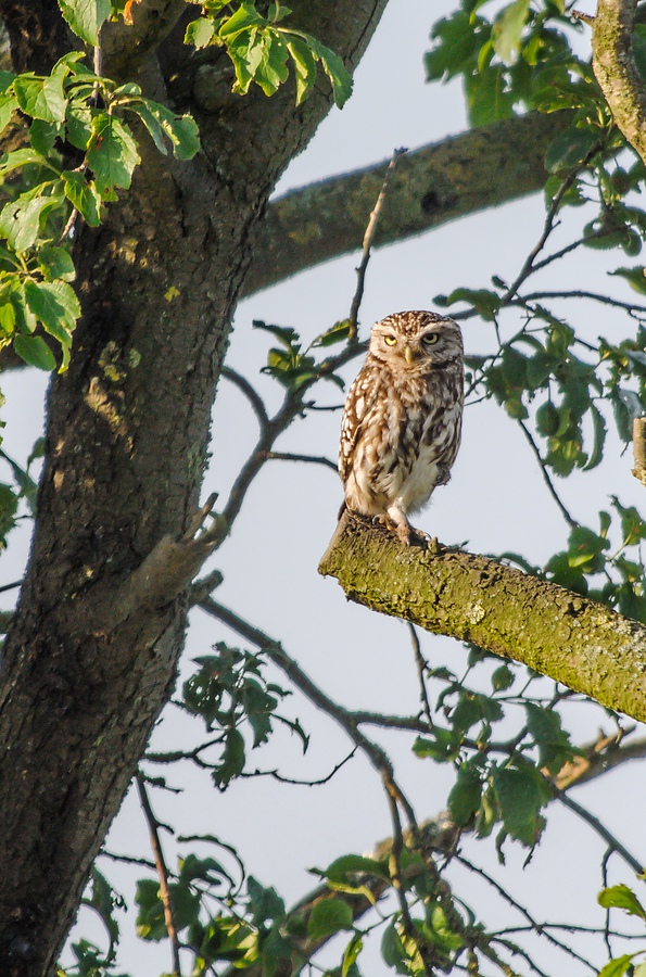 20130707 7167 [NIKON 1 V1] 340 mm,1 250 Sek. bei ƒ   6,3 2