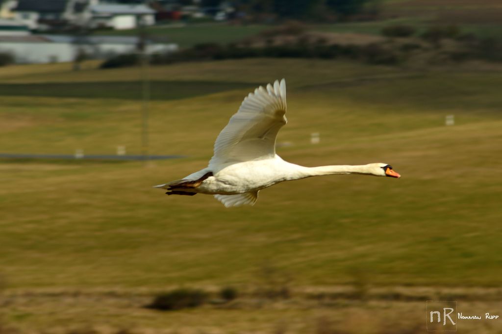 2014 03 02 Schwan Aartalsee 1024