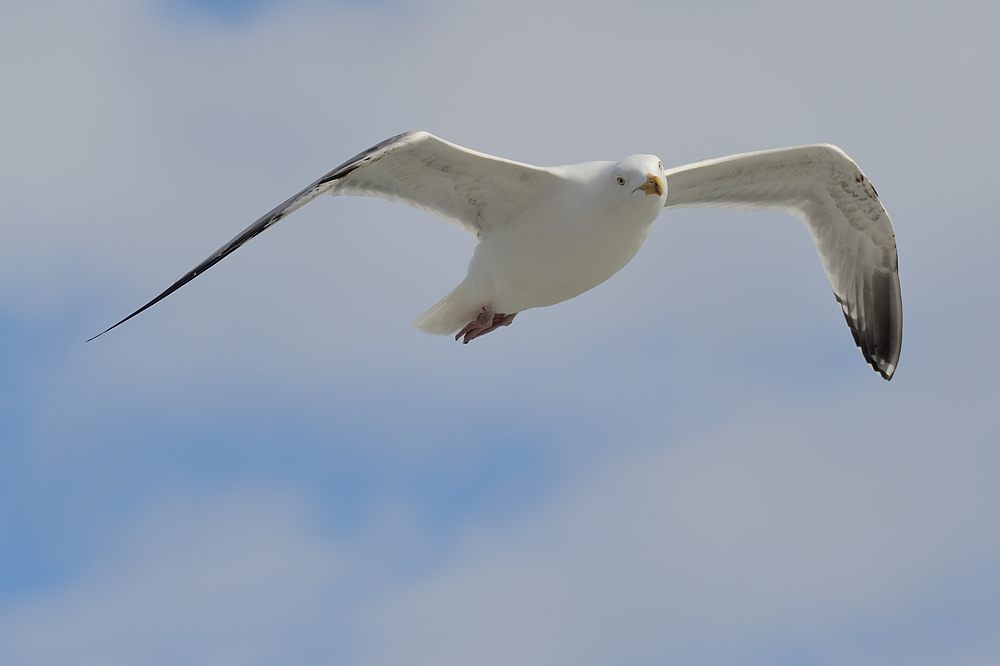 2014 03 17 15 35 02 D70 7538 copy 2