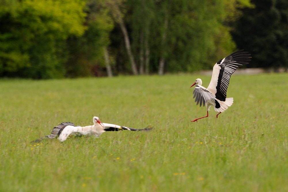 2014 04 18 17 18 45 D30 0653 copy 1000
