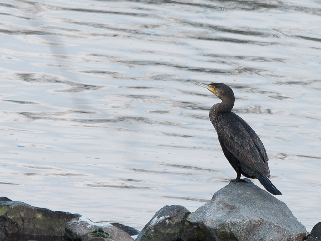 20140302 DSC 0103