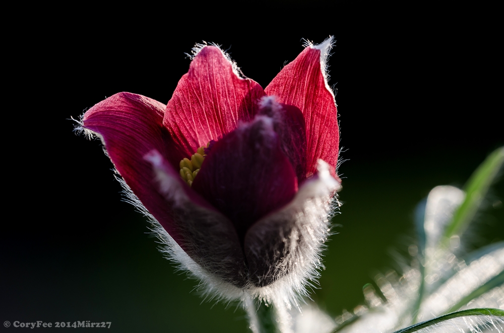 20140327 DSC 0037nf Küchenschelle