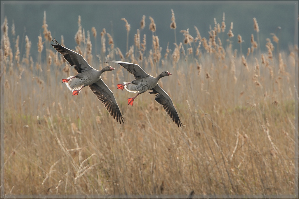 20140413 6020 [NIKON D4] 850 mm,1 1000 Sek. bei ƒ   8,0