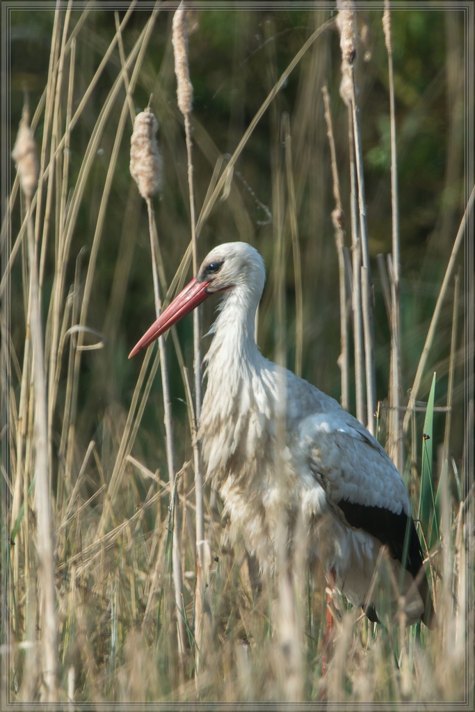 20140425 8200 [NIKON D7100] 850 mm,1 800 Sek. bei ƒ   8,0