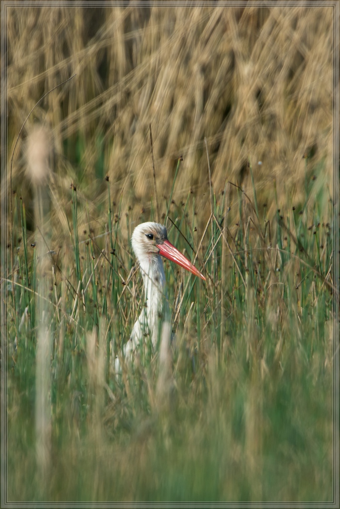20140425 8225 [NIKON D7100] 850 mm,1 800 Sek. bei ƒ   8,0