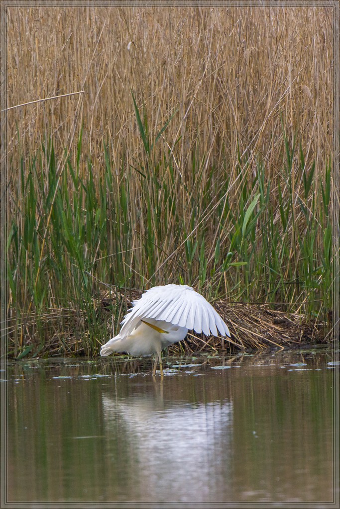 20140503 2049 [NIKON 1 V3] 400 mm,1 500 Sek. bei ƒ   5,6