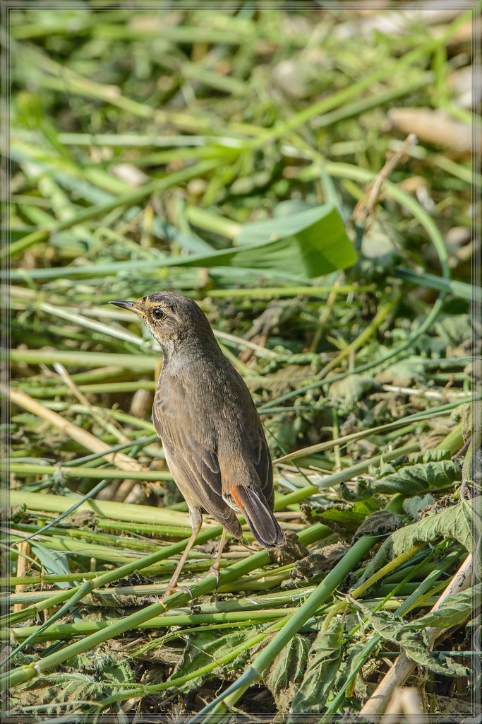 20140531 8803 [NIKON D7100] 600 mm,1 1250 Sek. bei ƒ   8,0
