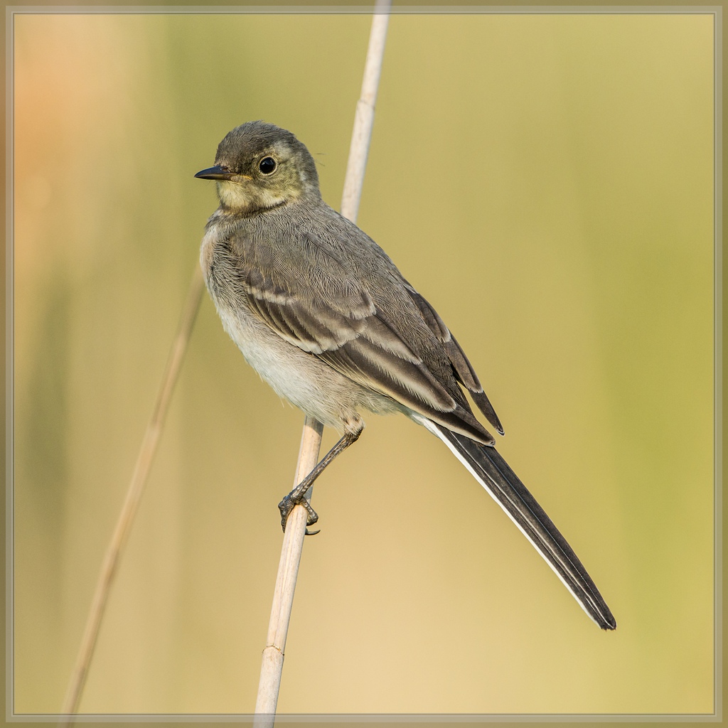 20140602 8907 [NIKON D7100] 600 mm,1 2000 Sek. bei ƒ   7,1