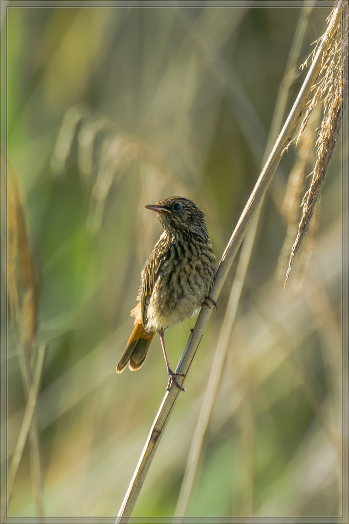 20140606 4147 [NIKON 1 V3] 400 mm,1 400 Sek. bei ƒ   5,6