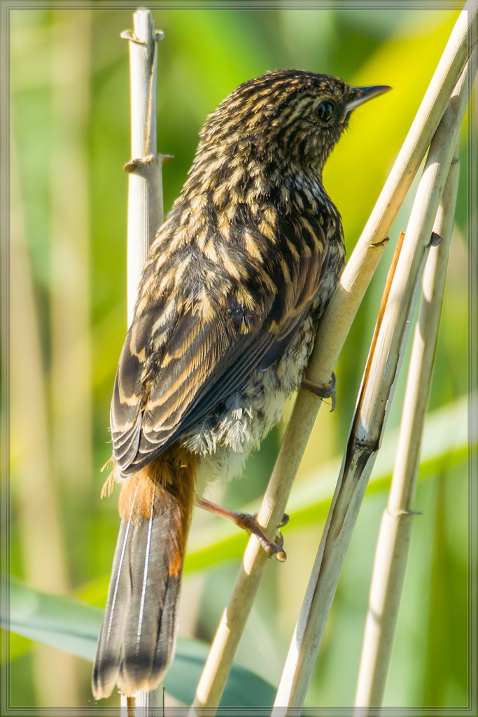 20140606 4158 [NIKON 1 V3] 400 mm,1 250 Sek. bei ƒ   5,6
