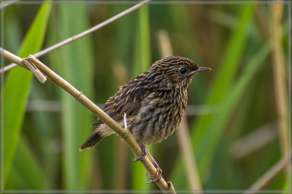 20140609 4380 [NIKON 1 V3] 400 mm,1 60 Sek. bei ƒ   5,6 2