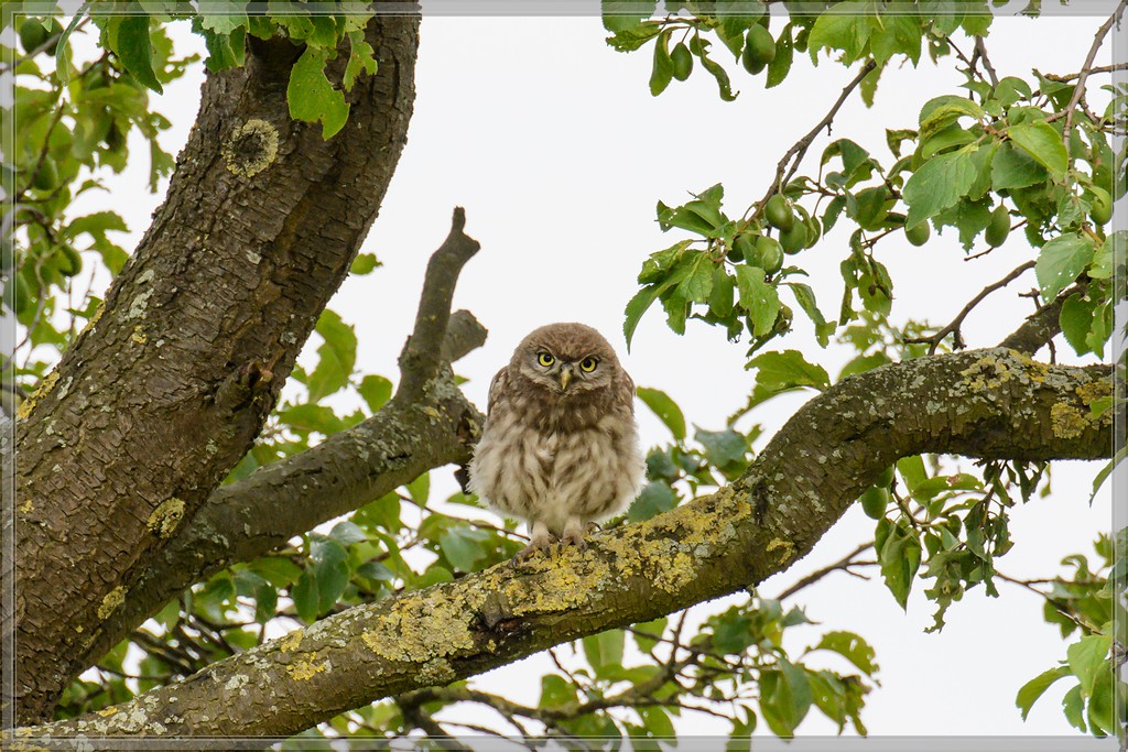 20140621 9954 [NIKON D7100] 400 mm,1 640 Sek. bei ƒ   5,6 2