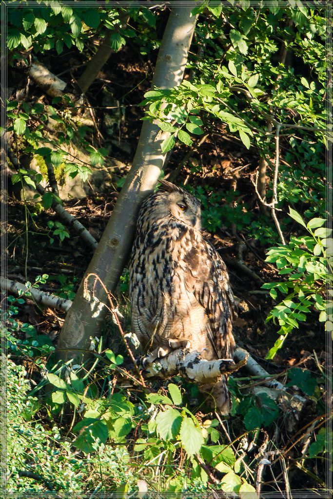 20140703 5039 [NIKON 1 V3] 600 mm,1 60 Sek. bei ƒ   4,0