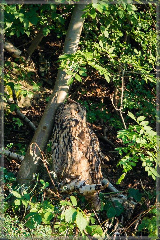 20140703 5054 [NIKON 1 V3] 600 mm,1 60 Sek. bei ƒ   4,0 2