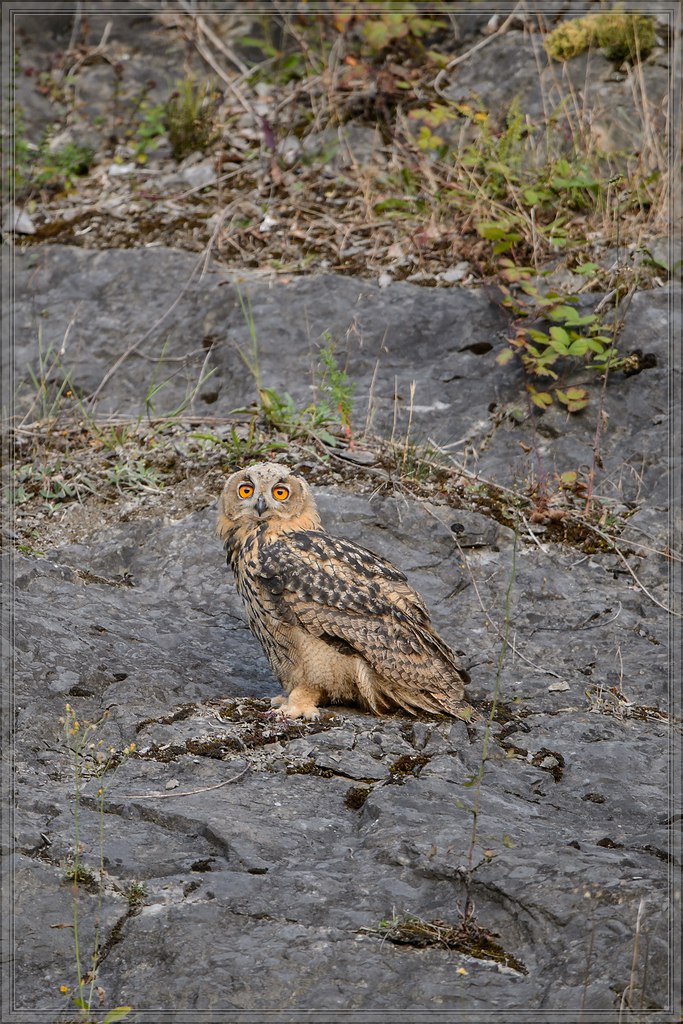20140703 7328 [NIKON D4] 600 mm,1 320 Sek. bei ƒ   4,0