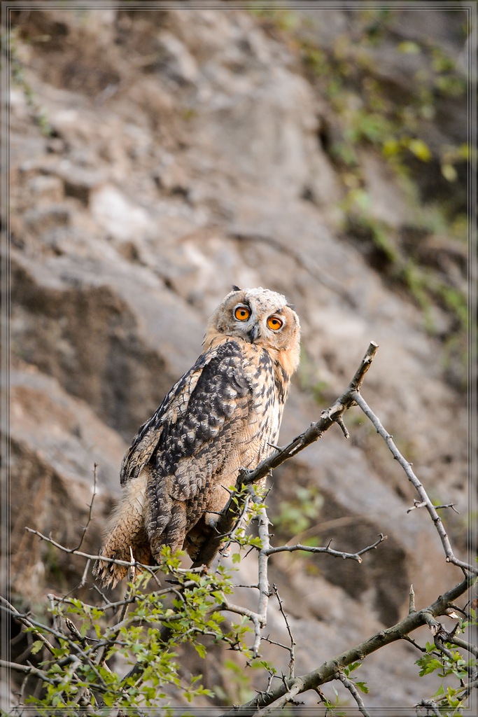 20140703 7557 [NIKON D4] 600 mm,1 125 Sek. bei ƒ   4,0