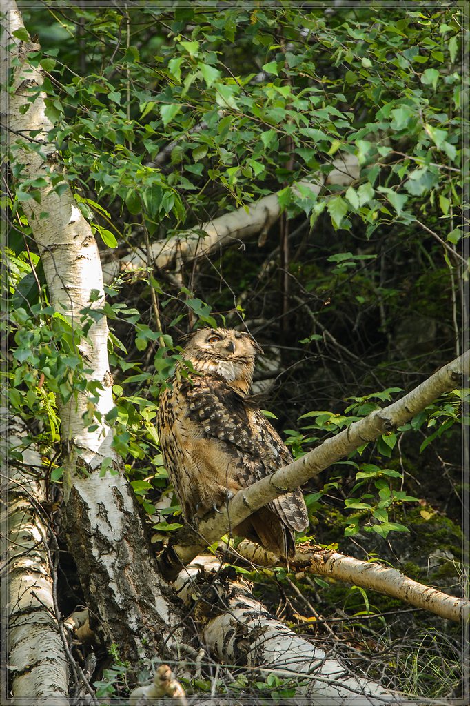20140706 7894 [NIKON D4] 850 mm,1 200 Sek. bei ƒ   7,1