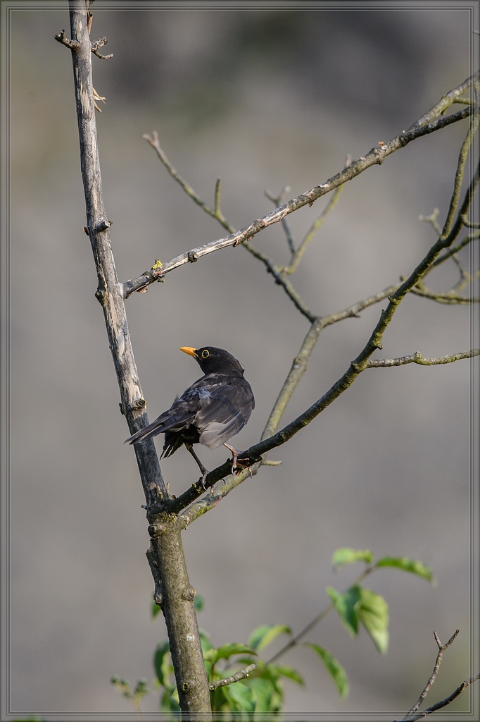 20140706 8147 [NIKON D4] 600 mm,1 500 Sek. bei ƒ   5,6