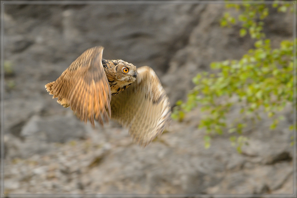 20140710 9597 [NIKON D4] 600 mm,1 250 Sek. bei ƒ   5,6 Bearbeitet