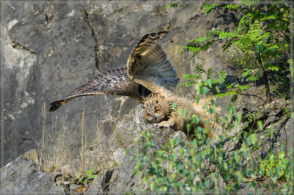 20140716 0940 [NIKON D4] 850 mm,1 1000 Sek. bei ƒ   7,1