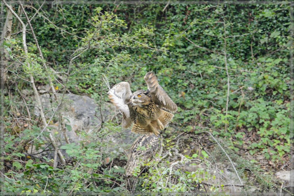 20140803 1858 [NIKON D4] 600 mm,1 320 Sek. bei ƒ   8,0