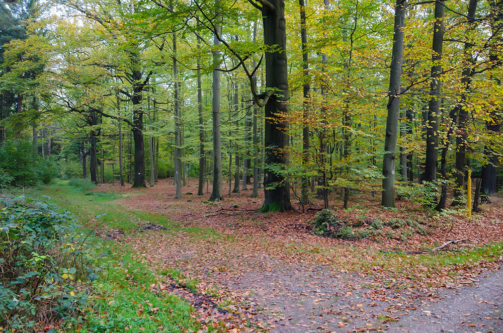 20141021 DSC5168 Blick in Buchenwald verkleinert