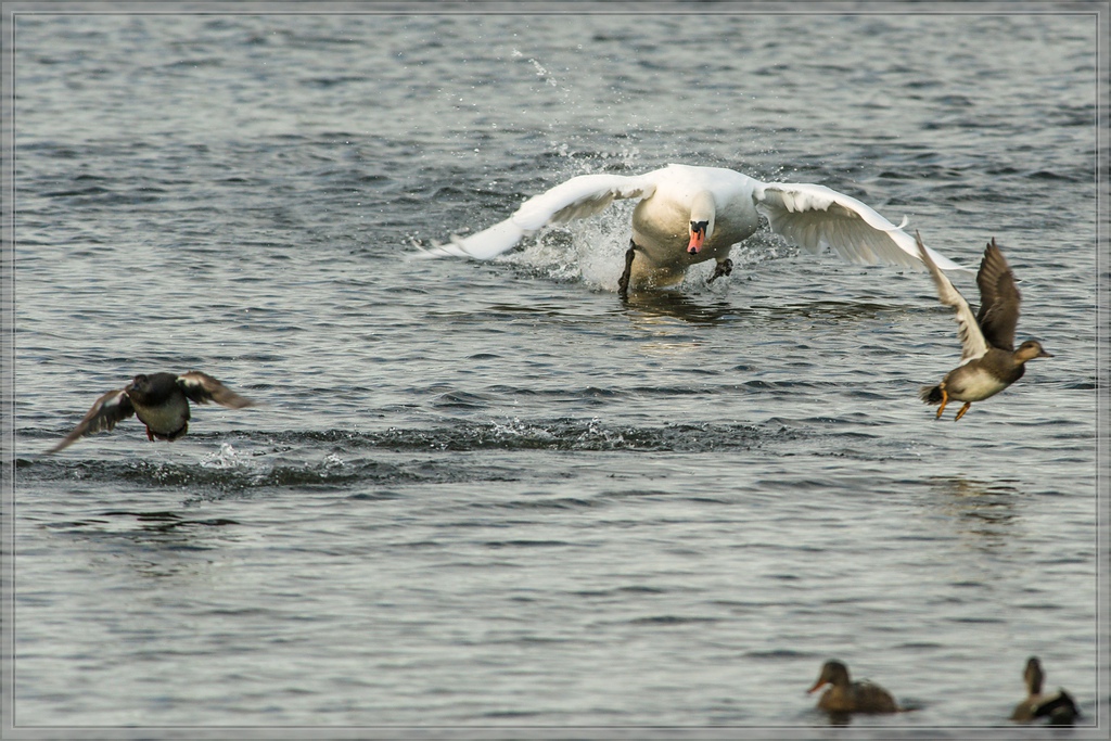 20141102 1997 [NIKON D810] 500 mm,1 500 Sek. bei ƒ   8,0