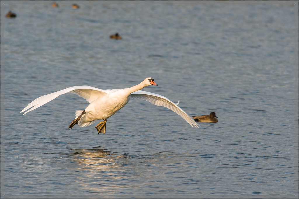 20141102 2041 [NIKON D810] 500 mm,1 640 Sek. bei ƒ   7,1 2