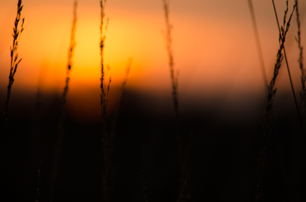 20141123 DSC 0004 2
