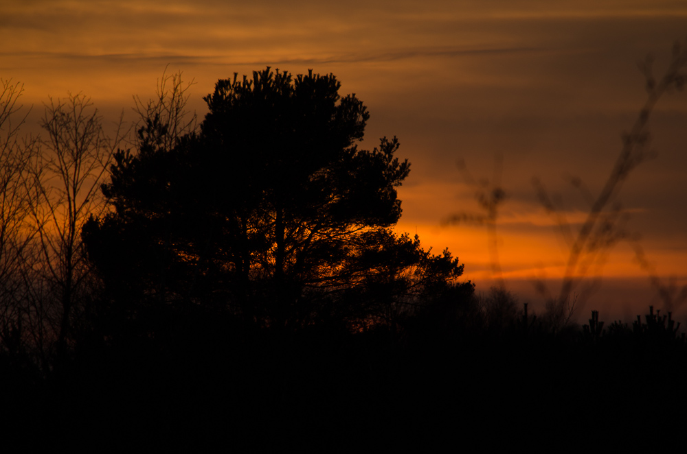 20141123 DSC 0007 2