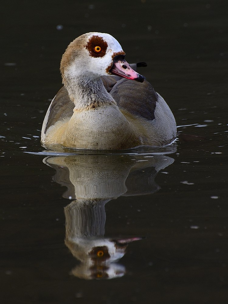2015 02472