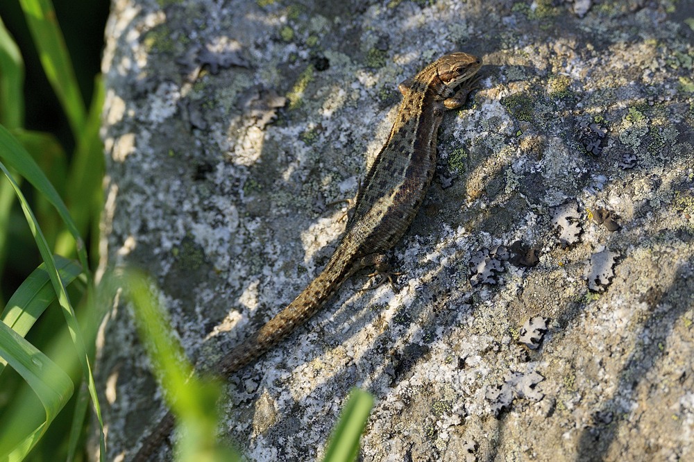 2015 09736