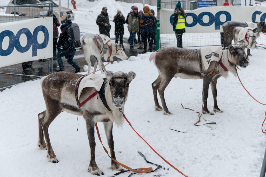 2015 Tromsö Rentierrennen 1