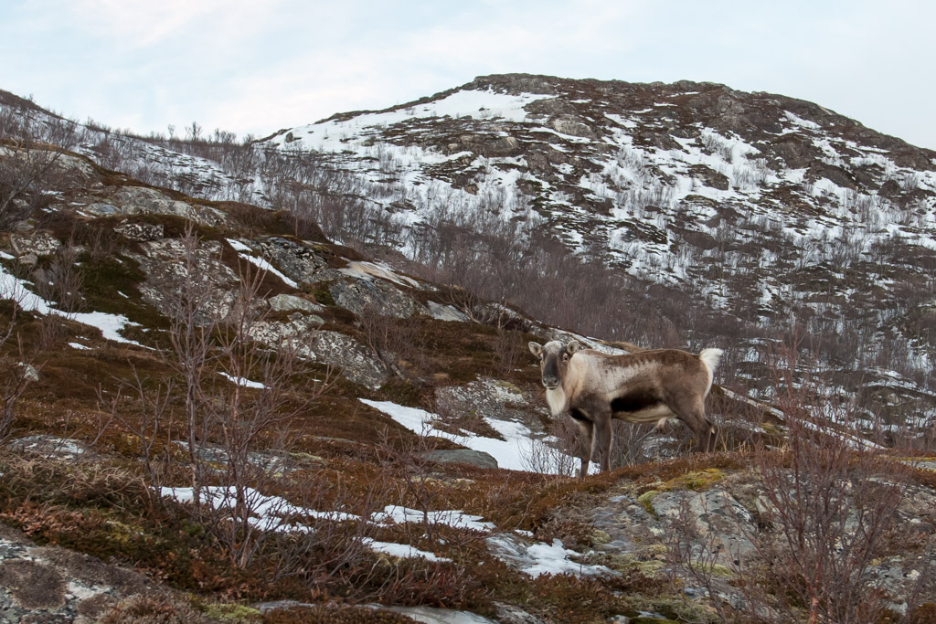 2015 Tromsø 70