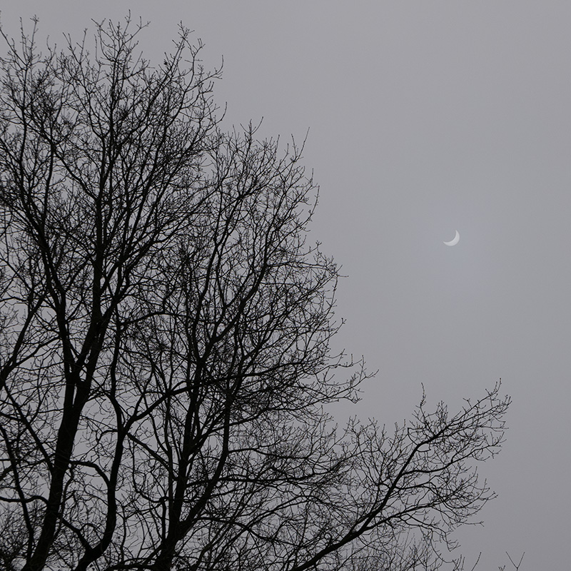 20150320 110535 L1010439 D LUX (Typ 109) 800x800