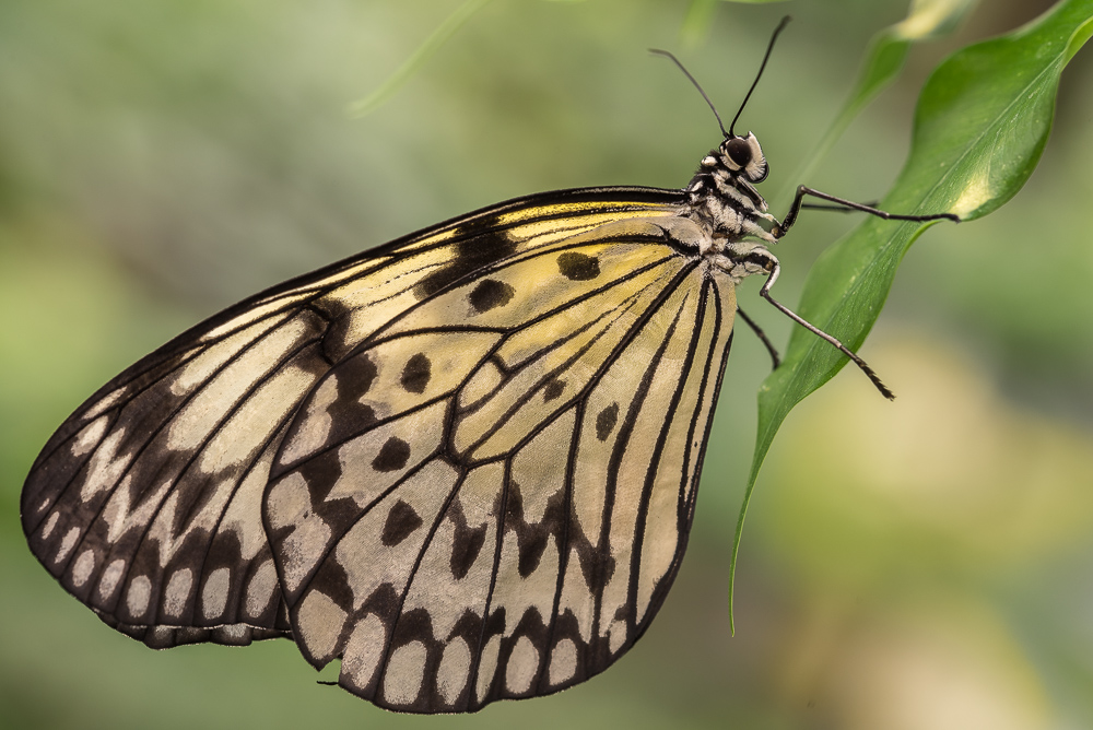 20150408  DHM5631