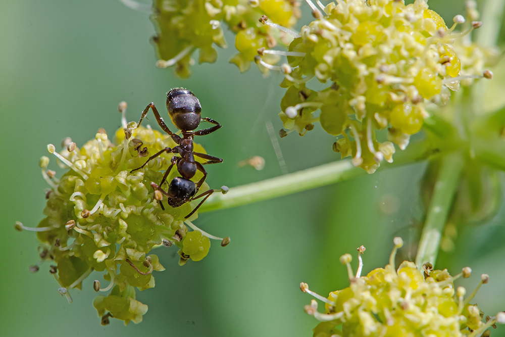 20150712 DSC7730 Ameise an Maggikrautblüte bearbeitet