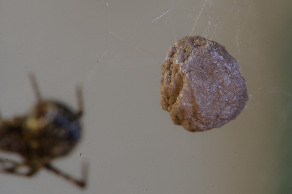 20150907 DSC8678 Kokon Gewächshausspinne