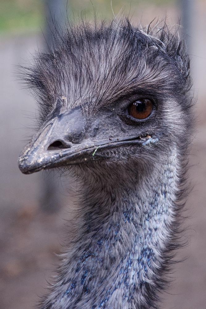 20151006 DSC8932 Emu guckt hochkant