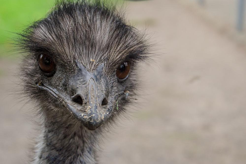 20151006 DSC8937 Emu guckt