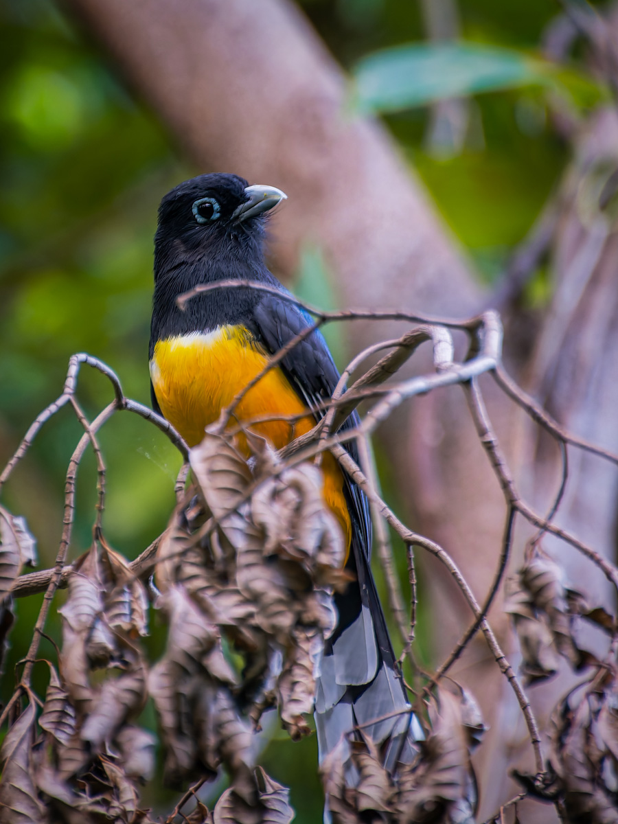 2016-01-18 05 Black-headed Trogon.jpg