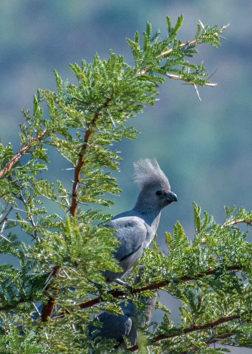 2016-06-04 22 Grey Go-away Bird.jpg