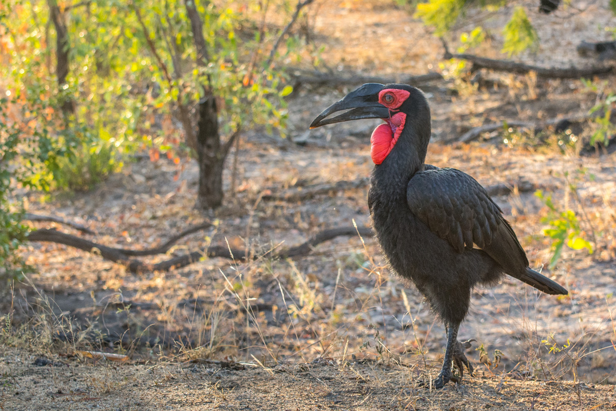 2016-06-07 11 Southern Ground Hornbill.jpg