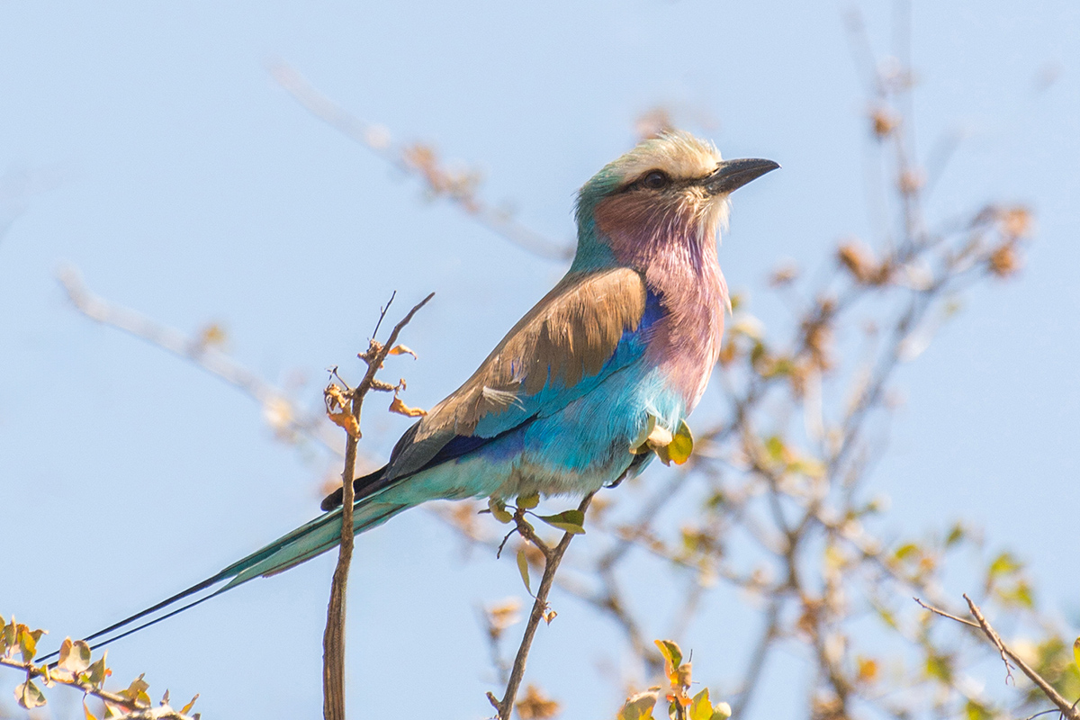 2016-06-07 50 Lilac-breasted Roller.jpg