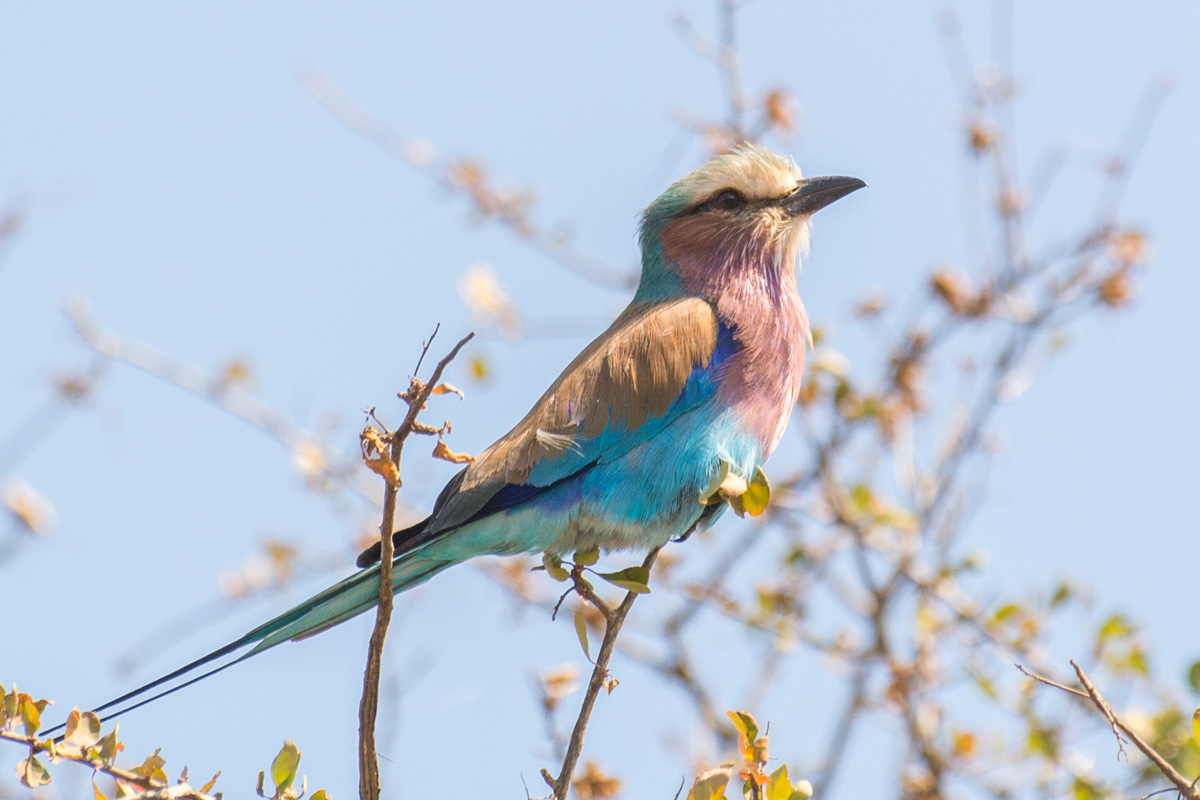 2016-06-07 50 Lilac-breasted Roller.jpg